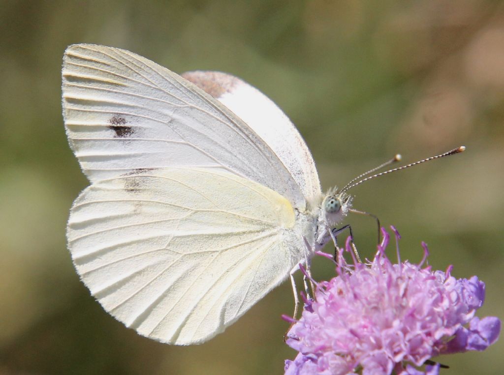 Pieris mannii? No, Pieris napi